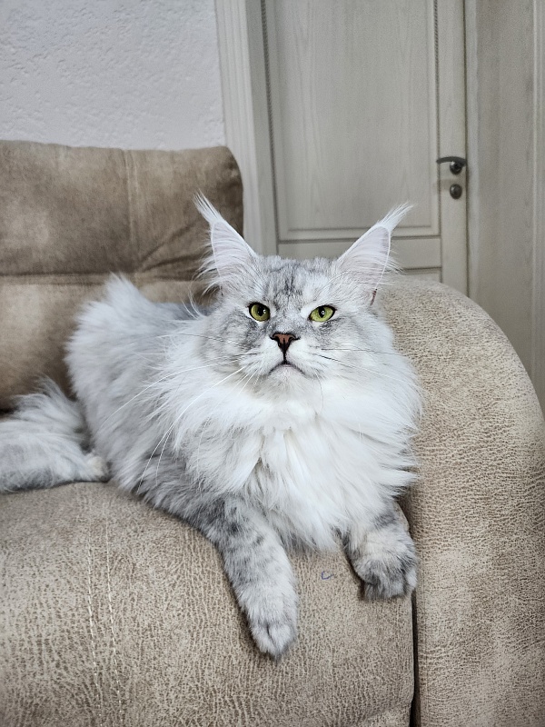 Five Stars  Luxury - Adult maine-coon 2 years 1 month 0.5 weeks