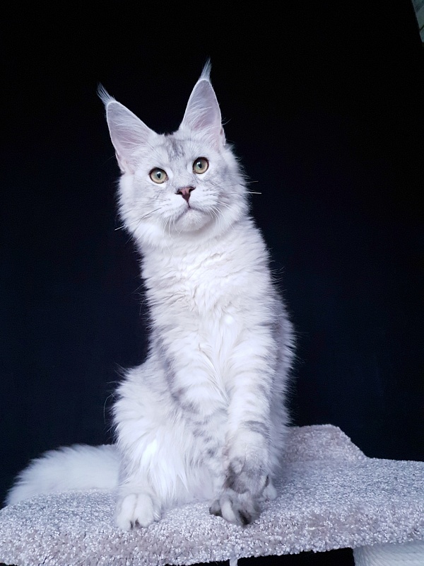 Five Stars  Luxury - Kitten maine-coon 6 months 0.5 weeks