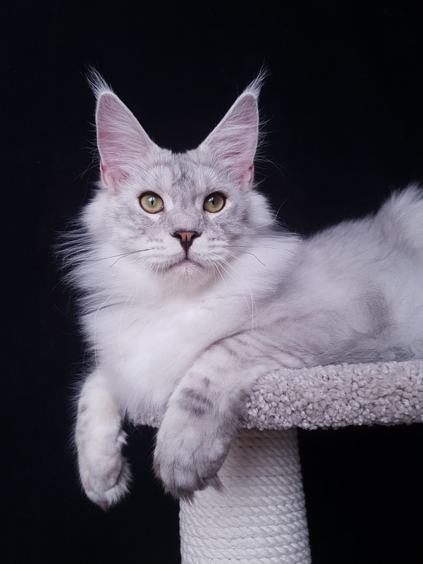 Five Stars  Luxury - Junior maine-coon 7 months