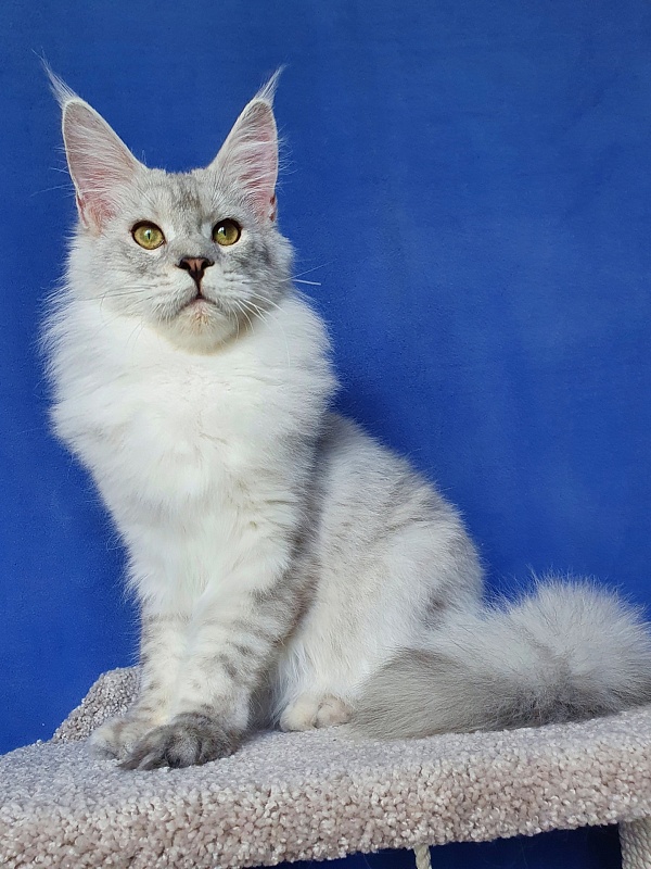 Five Stars  Luxury - Junior maine-coon 7 months 3 weeks