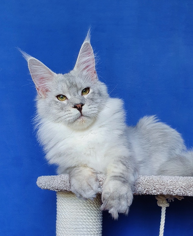 Five Stars  Luxury - Junior maine-coon 7 months 3 weeks