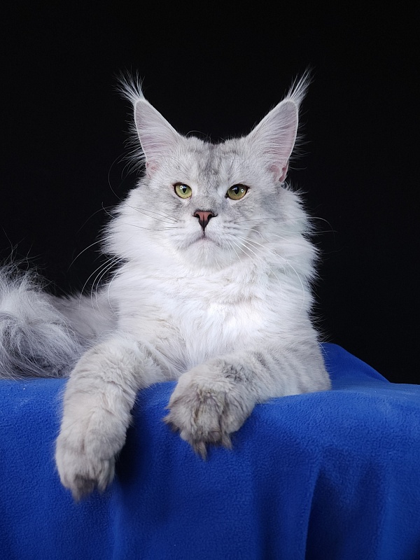 Five Stars  Luxury - Adult maine-coon 1 year 1 month 1.5 week