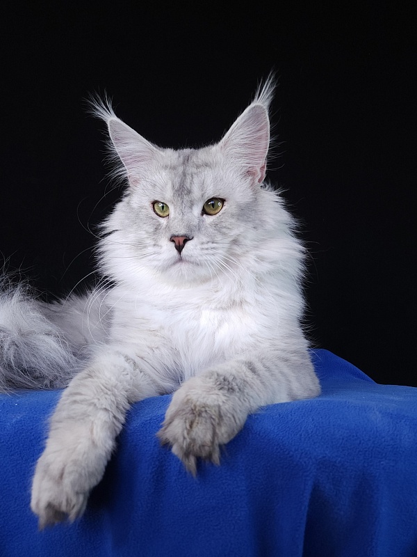 Five Stars  Luxury - Adult maine-coon 1 year 1 month 1.5 week