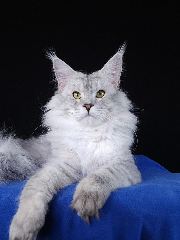 Five Stars  Luxury - Adult maine-coon 1 year 1 month 1.5 week