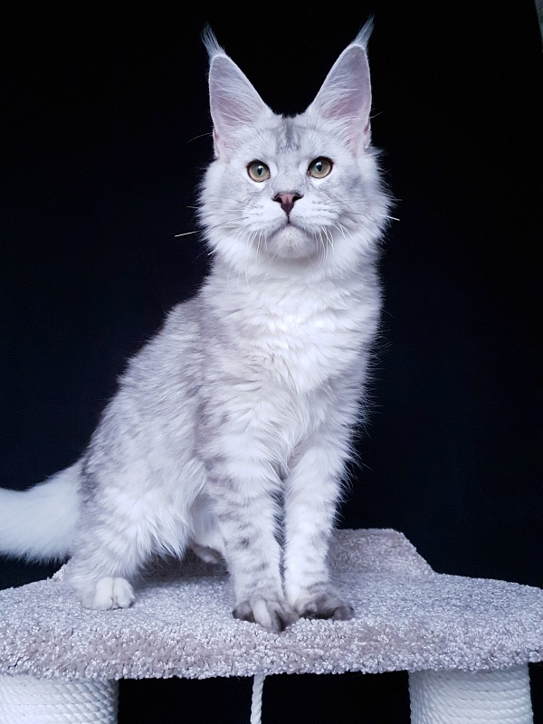Five Stars  Luxury - Kitten maine-coon 6 months 0.5 weeks