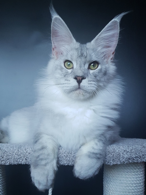 Five Stars  Luxury - Junior maine-coon 8 months 1 week