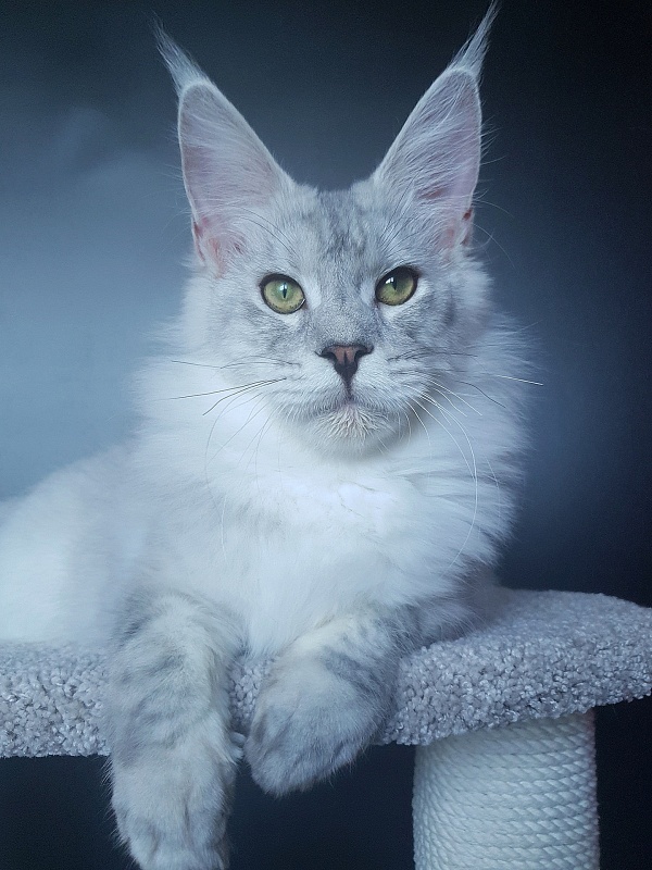 Five Stars  Luxury - Junior maine-coon 8 months 1 week