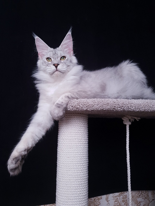 Five Stars  Luxury - Junior maine-coon 7 months