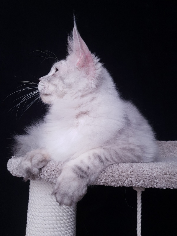 Five Stars  Luxury - Junior maine-coon 7 months