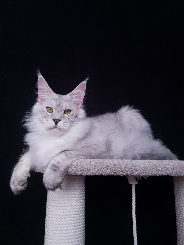 Five Stars  Luxury - Junior maine-coon 7 months