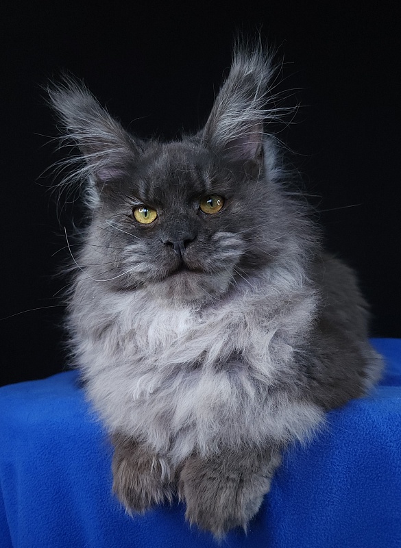 Prince Nuel Akbars (polydactyl) 66/66 - Adult maine-coon 1 year 5 months