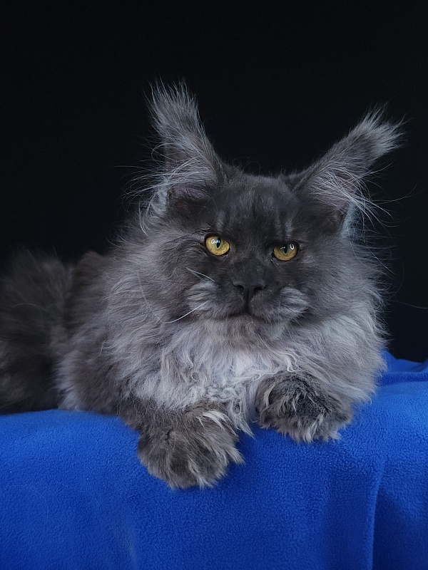 Prince Nuel Akbars (polydactyl) 66/66 - Adult maine-coon 1 year 5 months