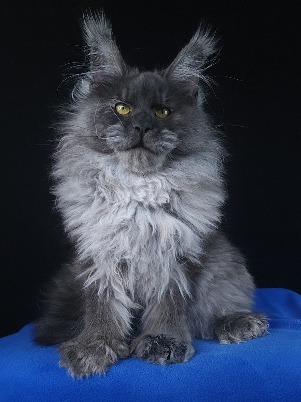 Prince Nuel Akbars (polydactyl) 66/66 - Adult maine-coon 1 year 5 months