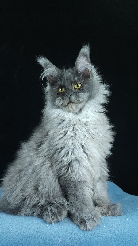 Prince Nuel Akbars (polydactyl) 66/66 - Kitten maine-coon 5 months