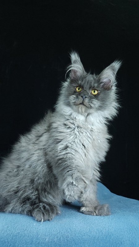 Prince Nuel Akbars (polydactyl) 66/66 - Kitten maine-coon 5 months