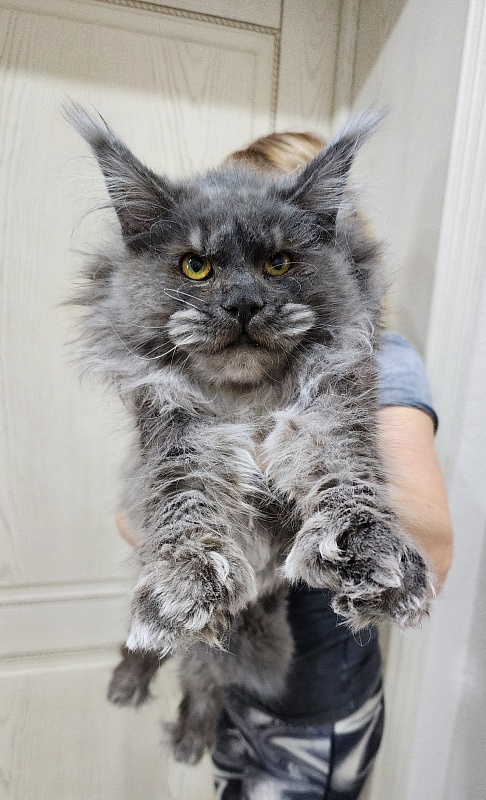 Prince Nuel Akbars (polydactyl) 66/66 - Adult maine-coon 1 year