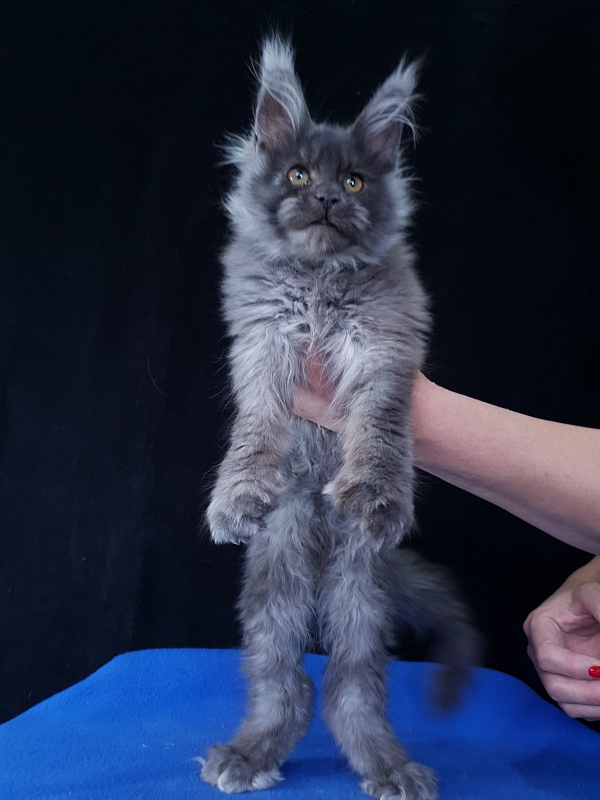 Prince Nuel Akbars (polydactyl) 66/66 - Kitten maine-coon 3 months 3 weeks