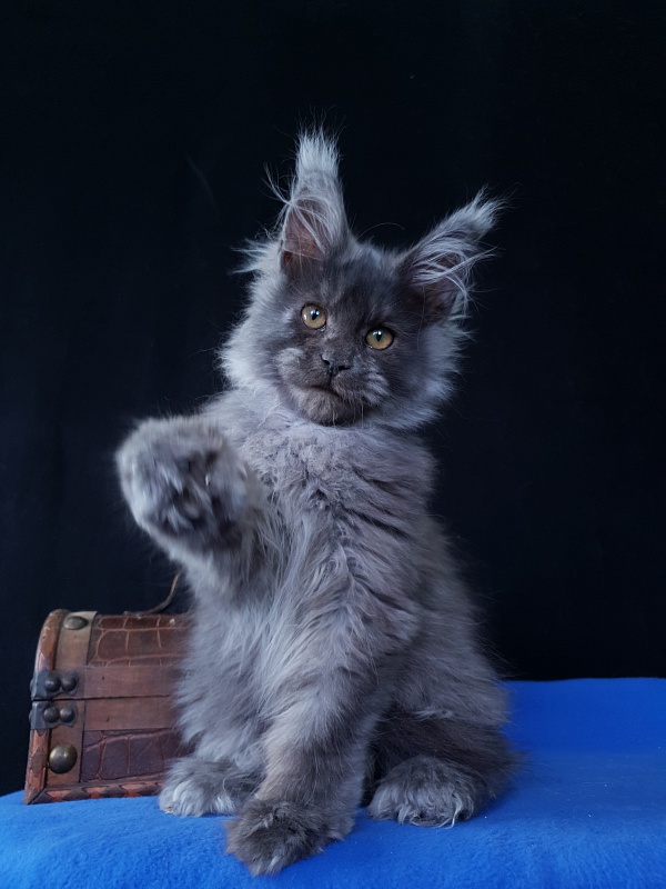 Prince Nuel Akbars (polydactyl) 66/66 - Kitten maine-coon 3 months 3 weeks