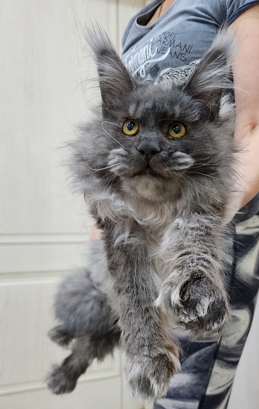 Prince Nuel Akbars (polydactyl) 66/66 - Adult maine-coon 1 year