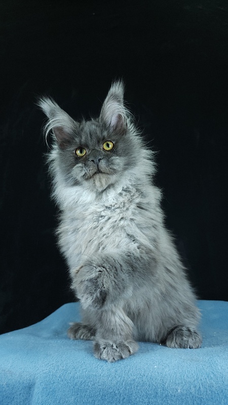 Prince Nuel Akbars (polydactyl) 66/66 - Kitten maine-coon 5 months