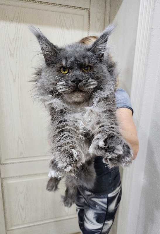 Prince Nuel Akbars (polydactyl) 66/66 - Adult maine-coon 1 year