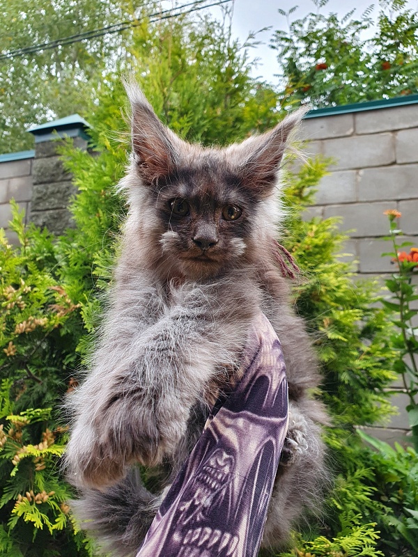 Prince Nuel Akbars (polydactyl) 66/66 - Kitten maine-coon 2 months 2.5 weeks