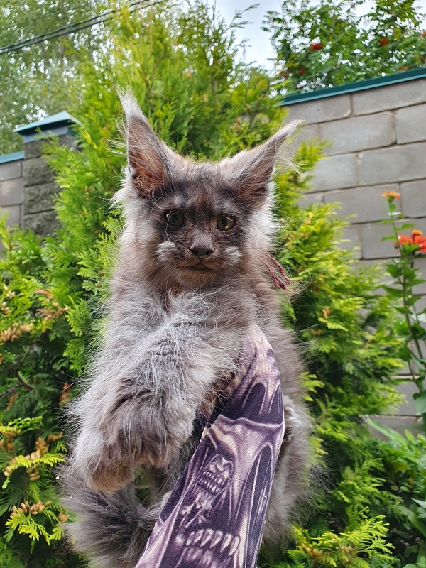 Prince Nuel Akbars (polydactyl) 66/66 - Kitten maine-coon 2 months 2.5 weeks