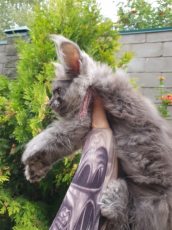 Prince Nuel Akbars (polydactyl) 66/66 - Kitten maine-coon 2 months 2.5 weeks