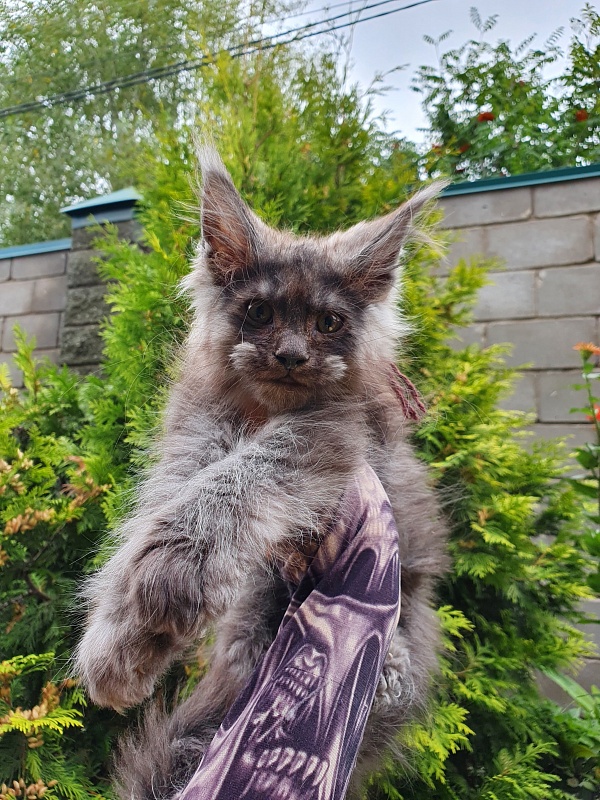 Prince Nuel Akbars (polydactyl) 66/66 - Kitten maine-coon 2 months 2.5 weeks