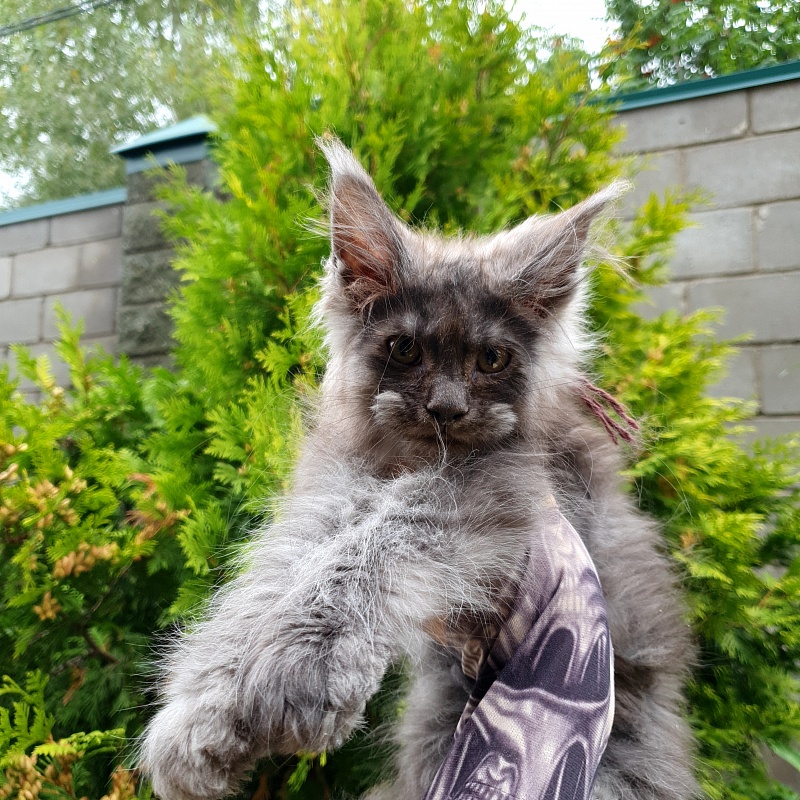 Prince Nuel Akbars (polydactyl) 66/66 - Kitten maine-coon 2 months 2.5 weeks