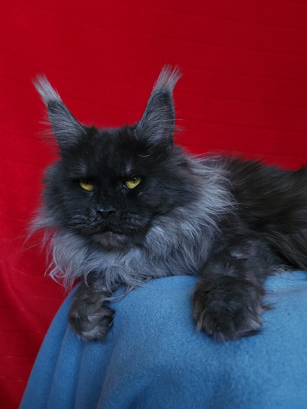 Caramel OlginDom - Взрослый мейн-кун 1 год 5 месяцев 2 недели