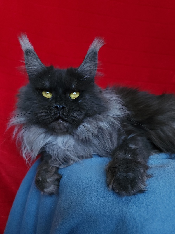 Caramel OlginDom - Взрослый мейн-кун 1 год 5 месяцев 2 недели