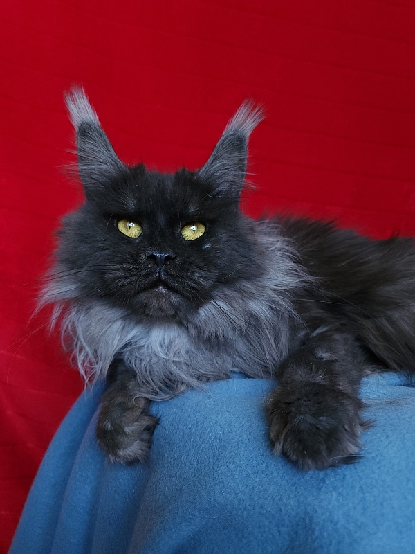 Caramel OlginDom - Взрослый мейн-кун 1 год 5 месяцев 2 недели