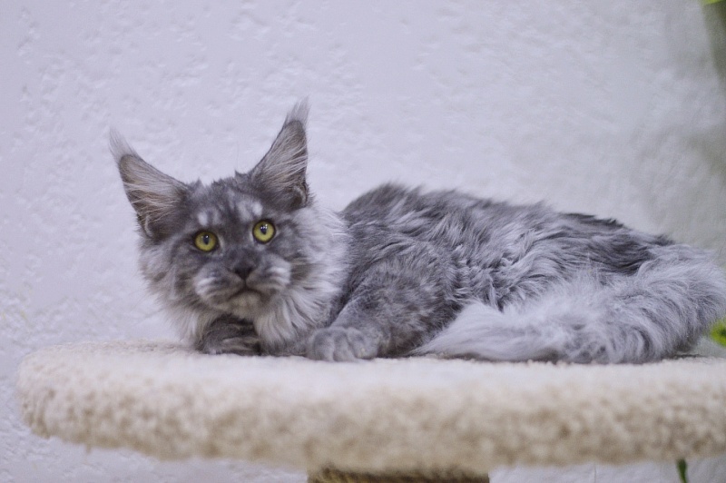 Caramel OlginDom - Котенок мейн-кун 4 месяца 4 недели