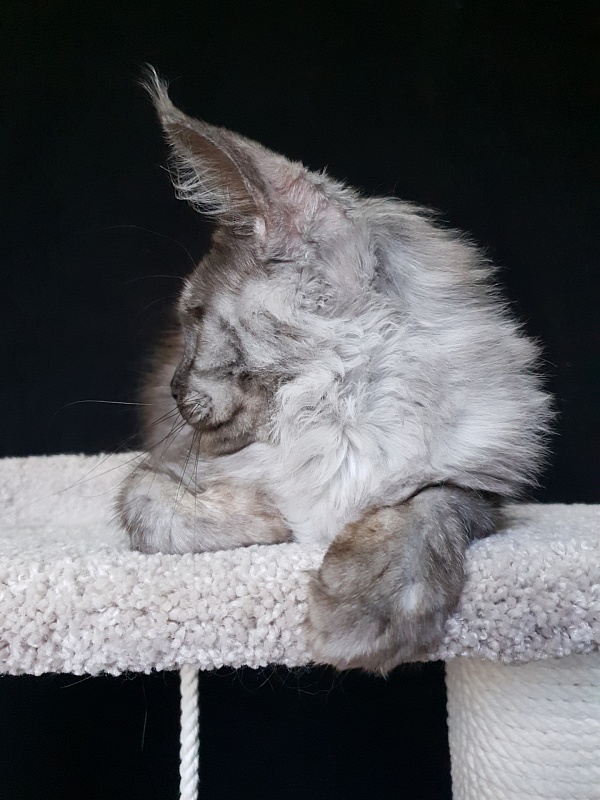 Caramel OlginDom - Взрослый мейн-кун 1 год 1 месяц