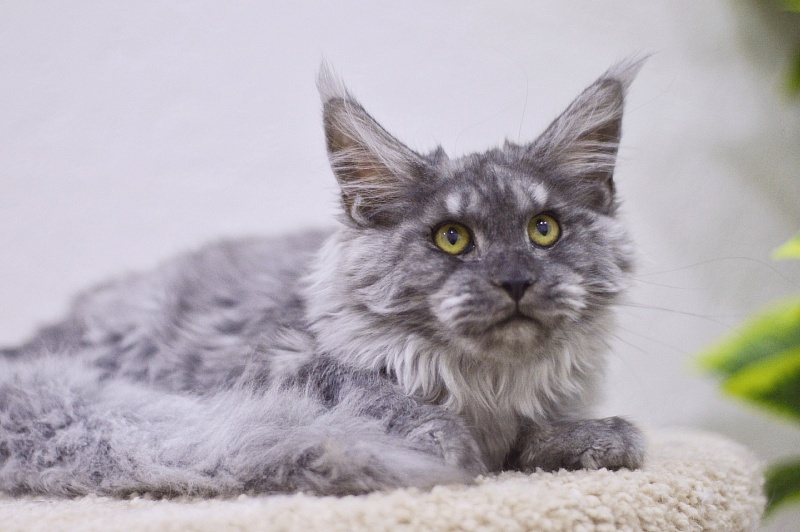 Caramel OlginDom - Котенок мейн-кун 4 месяца 4 недели