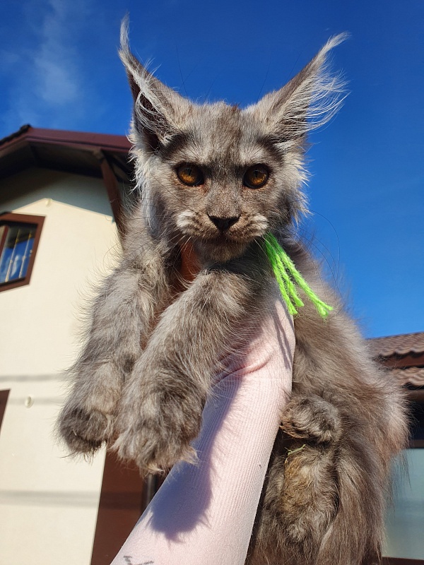 Roxette Akbars - Kitten maine-coon 2 months 1 week