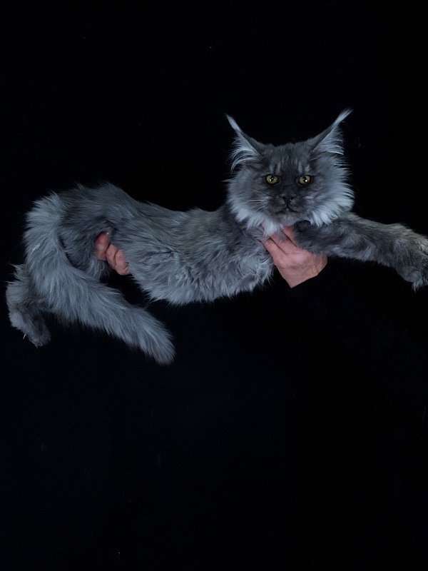 Roxette Akbars - Kitten maine-coon 4 months 3.5 weeks