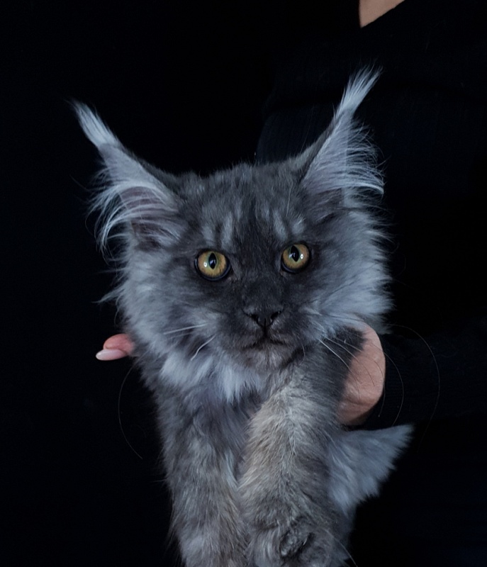 Roxette Akbars - Kitten maine-coon 4 months 3.5 weeks