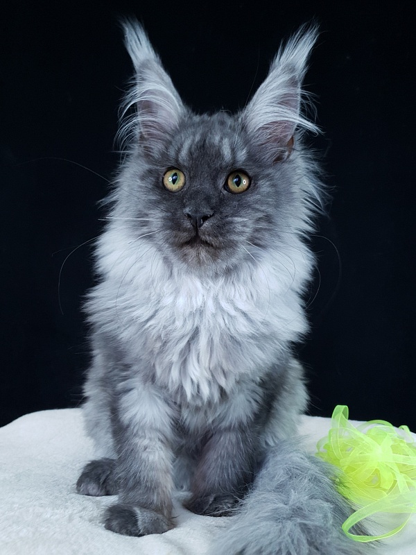 Roxette Akbars - Kitten maine-coon 4 months 3.5 weeks