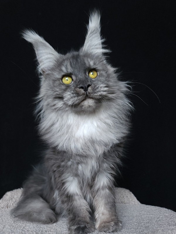 Roxette Akbars - Junior maine-coon 7 months 3.5 weeks