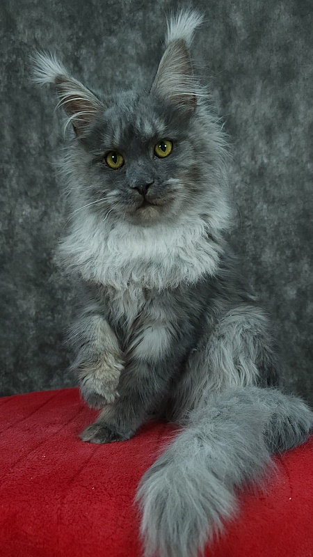 Roxette Akbars - Kitten maine-coon 5 months 3.5 weeks