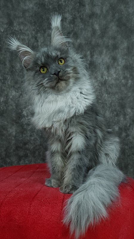 Roxette Akbars - Kitten maine-coon 5 months 3.5 weeks