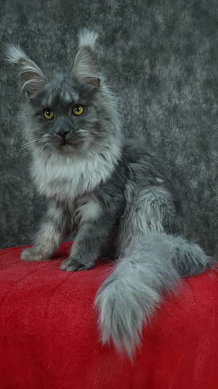Roxette Akbars - Kitten maine-coon 5 months 3.5 weeks