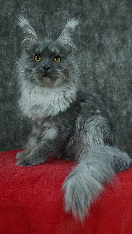 Roxette Akbars - Kitten maine-coon 5 months 3.5 weeks