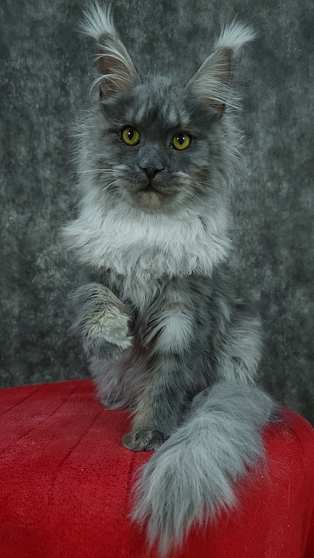 Roxette Akbars - Kitten maine-coon 5 months 3.5 weeks