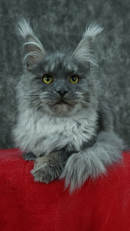 Roxette Akbars - Kitten maine-coon 5 months 3.5 weeks