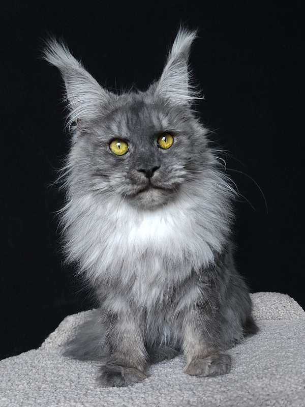 Roxette Akbars - Junior maine-coon 7 months 3.5 weeks