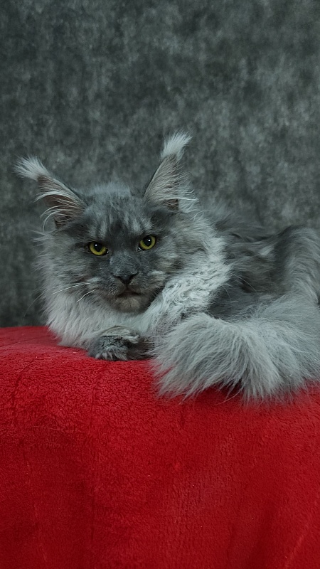 Roxette Akbars - Kitten maine-coon 5 months 3.5 weeks