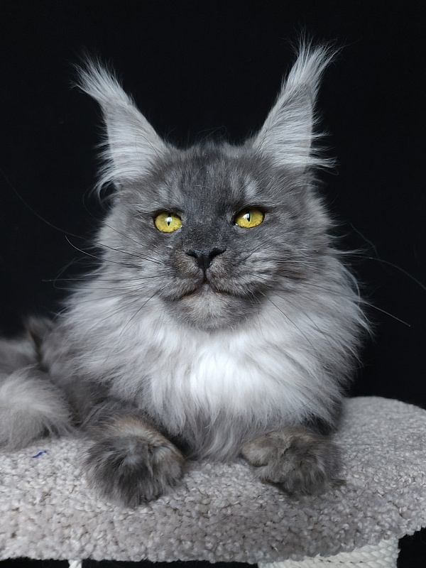 Roxette Akbars - Junior maine-coon 7 months 3.5 weeks